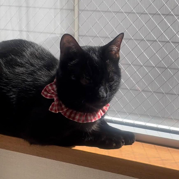 代表者の愛猫